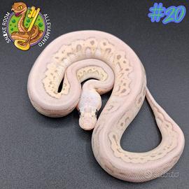 Pitone reale baby 1.0 Clown Leo Banana Sterling