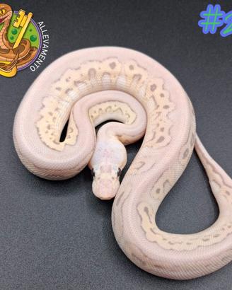 Pitone reale baby 1.0 Clown Leo Banana Sterling