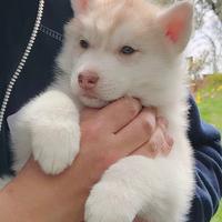 Cuccioli di Siberian Husky con pedigree