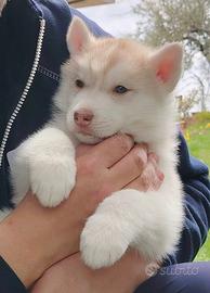 Cuccioli di Siberian Husky con pedigree