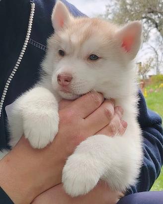 Cuccioli di Siberian Husky con pedigree