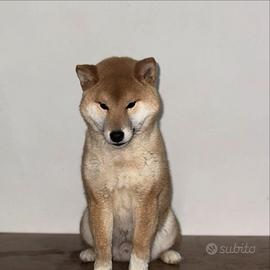 Cucciolo Shiba Inu