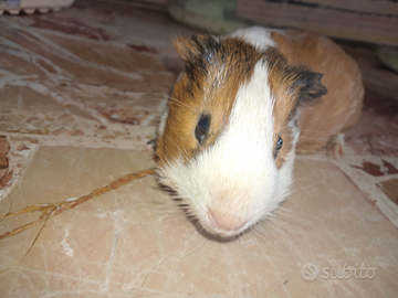 Porcellino d'India maschio adulto - 10