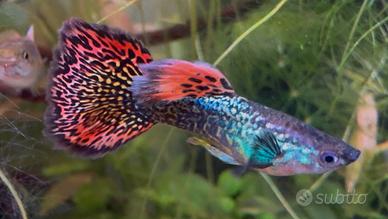 Guppy red mosaic dumbo acquario