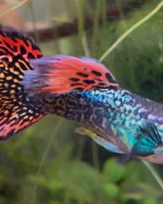 Guppy red mosaic dumbo acquario