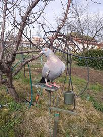 Richiami per caccia al colombaccio