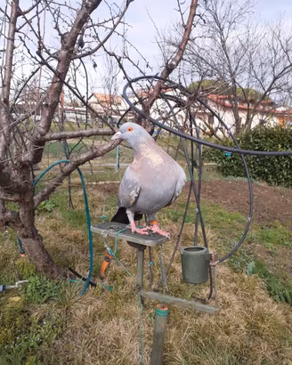 Richiami per caccia al colombaccio
