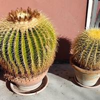 Echinocactus grusonii