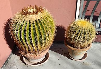 Echinocactus grusonii