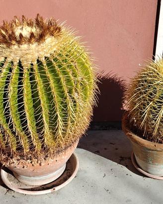 Echinocactus grusonii