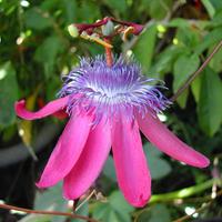 Pianta tropicale Passiflora loefgrenii 