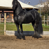 Stallone Frisone d Élite