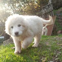 Cuccioli pastore maremmano