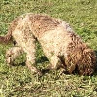 Lagotto Romagnolo