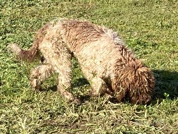 Lagotto Romagnolo