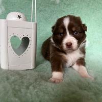 Cucciolo Pastore Australiano (Australian Shepherd)