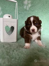 Cucciolo Pastore Australiano (Australian Shepherd)