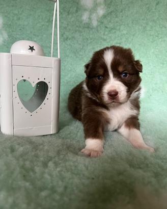 Cucciolo Pastore Australiano (Australian Shepherd)
