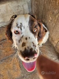 Cane springer