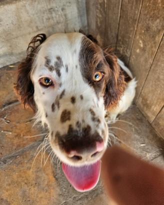 Cane springer
