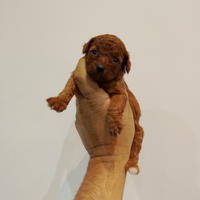 Cuccioli di barboncino Toy rosso e albicocca