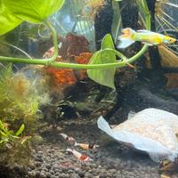 Caridine , Neocaridine ,pesci tropicali