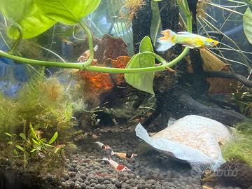 Caridine , Neocaridine ,pesci tropicali