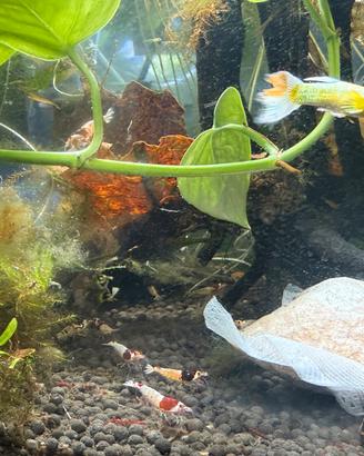 Caridine , Neocaridine ,pesci tropicali