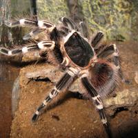 Migali e migalomorfi possibilità di spedizione