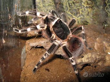 Migali e migalomorfi possibilità di spedizione