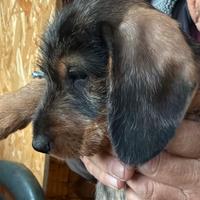 Bassotti nani a pelo duro