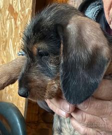 Bassotti nani a pelo duro