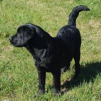 Labrador retriever