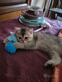 Vendita ciccioli di gatto british