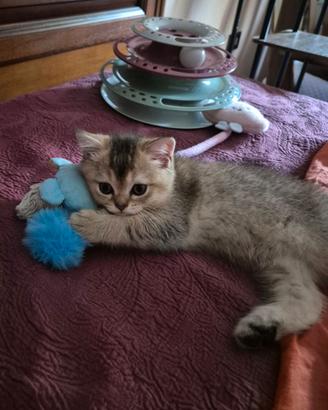 Vendita ciccioli di gatto british