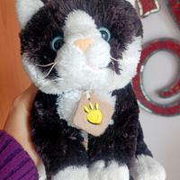 gatto