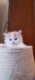 Gattino siberiano con pedigree