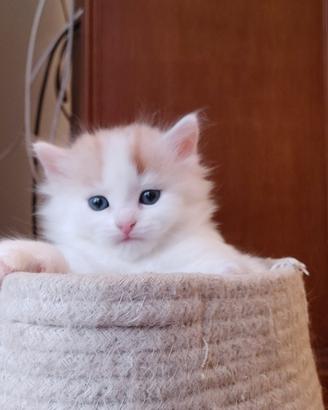 Gattino siberiano con pedigree