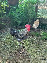 Galli Marans olive egger e altri