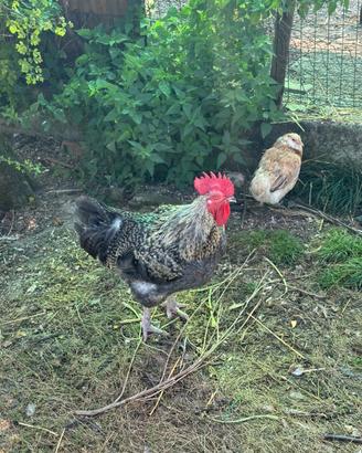 Galli Marans olive egger e altri