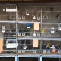 batteria di gabbie modulare