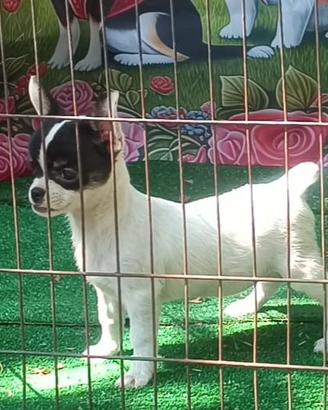 Cucciola chihuahua