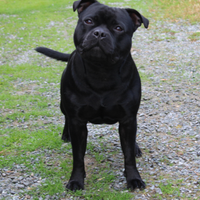 Staffordshire bull terrier accoppiamento