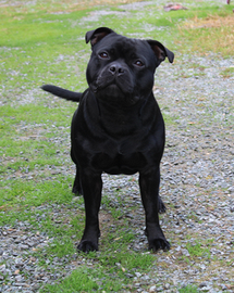 Staffordshire bull terrier accoppiamento