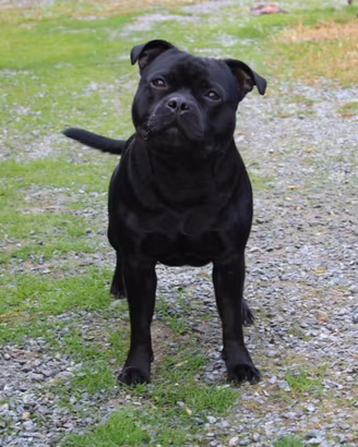 Staffordshire bull terrier accoppiamento