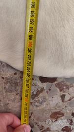tappeto in vera pelle bovina