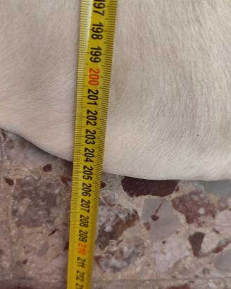 tappeto in vera pelle bovina