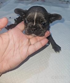 Bulldog francese mini