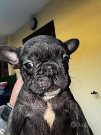 Buldog francese