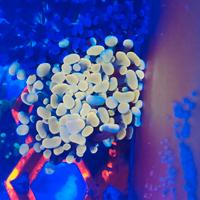 Corallo Euphyllia nuggets gold